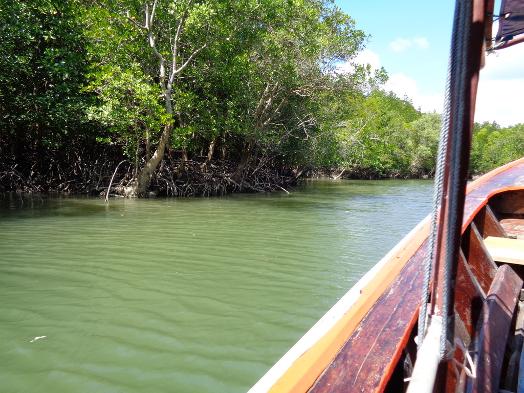 Mangroves 1
