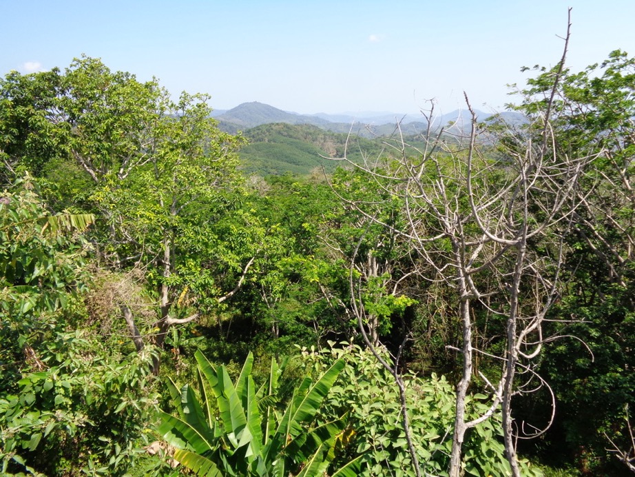 Nakkerd Mountain Forest